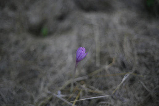 a single purple flower sitting in the middle of a field