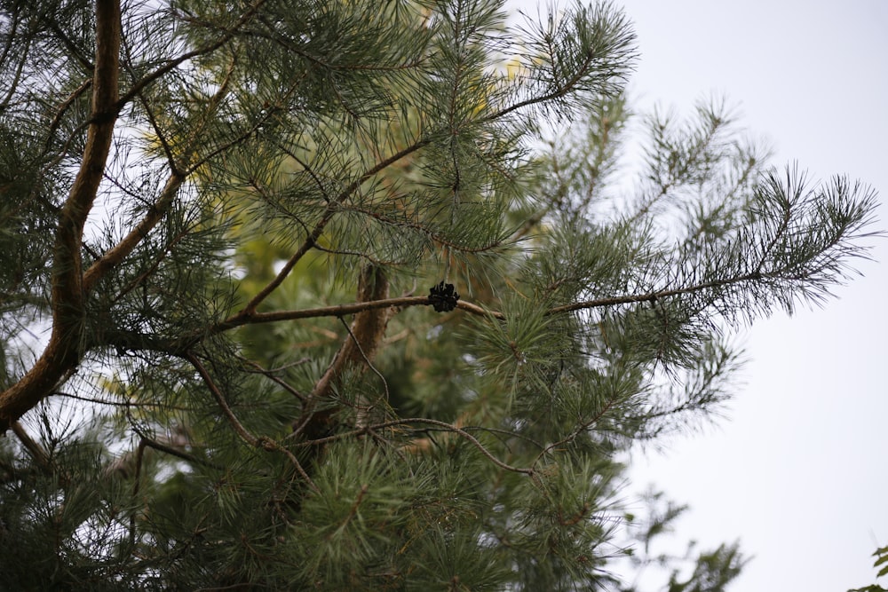 a small bird perched on a branch of a pine tree