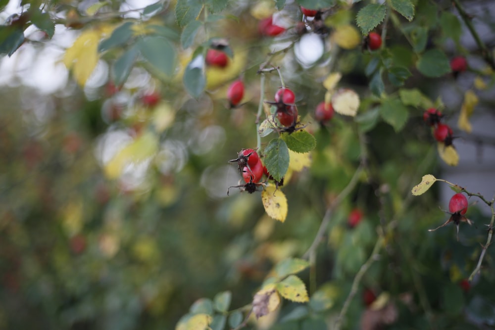 a bunch of red berries hanging from a tree