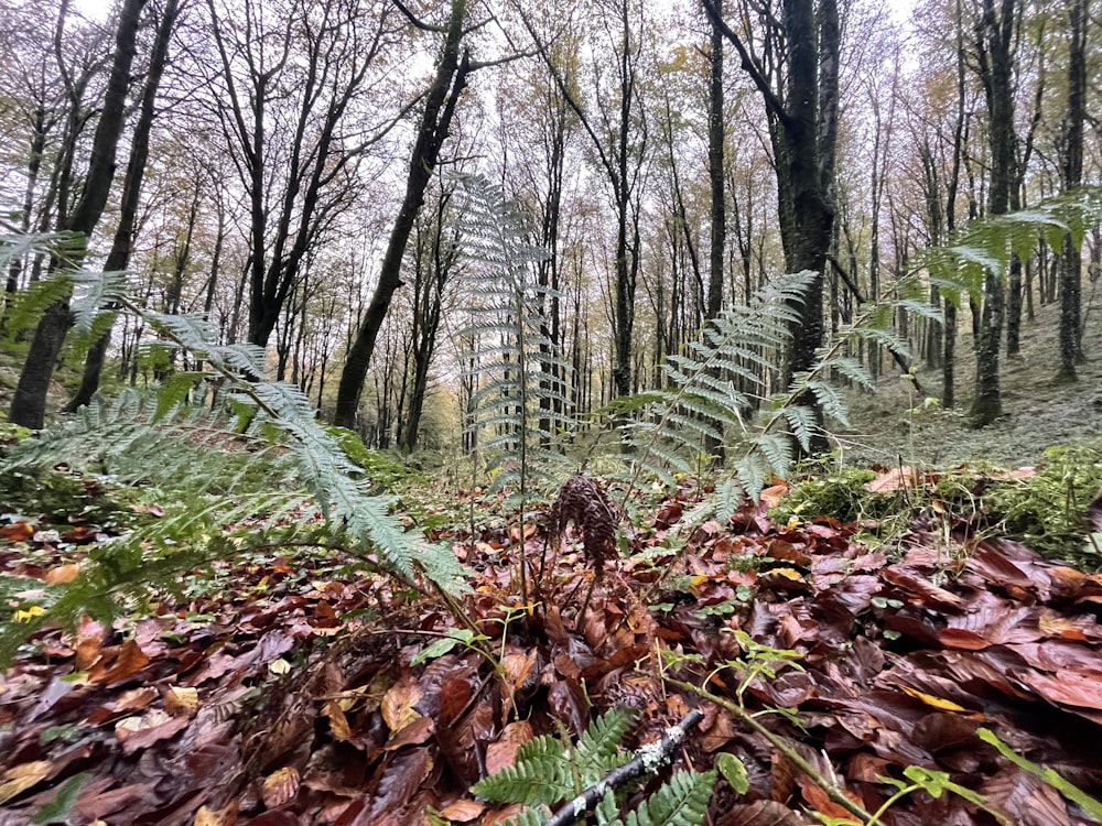 a forest filled with lots of leaf covered trees