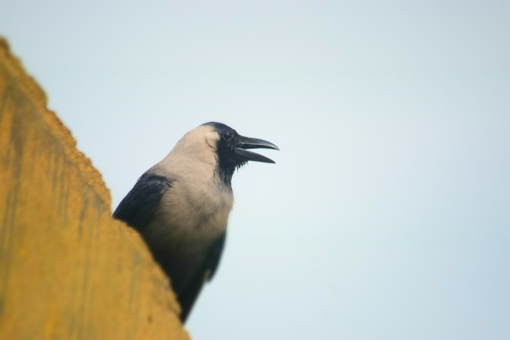 a black and white bird sitting on top of a yellow wall