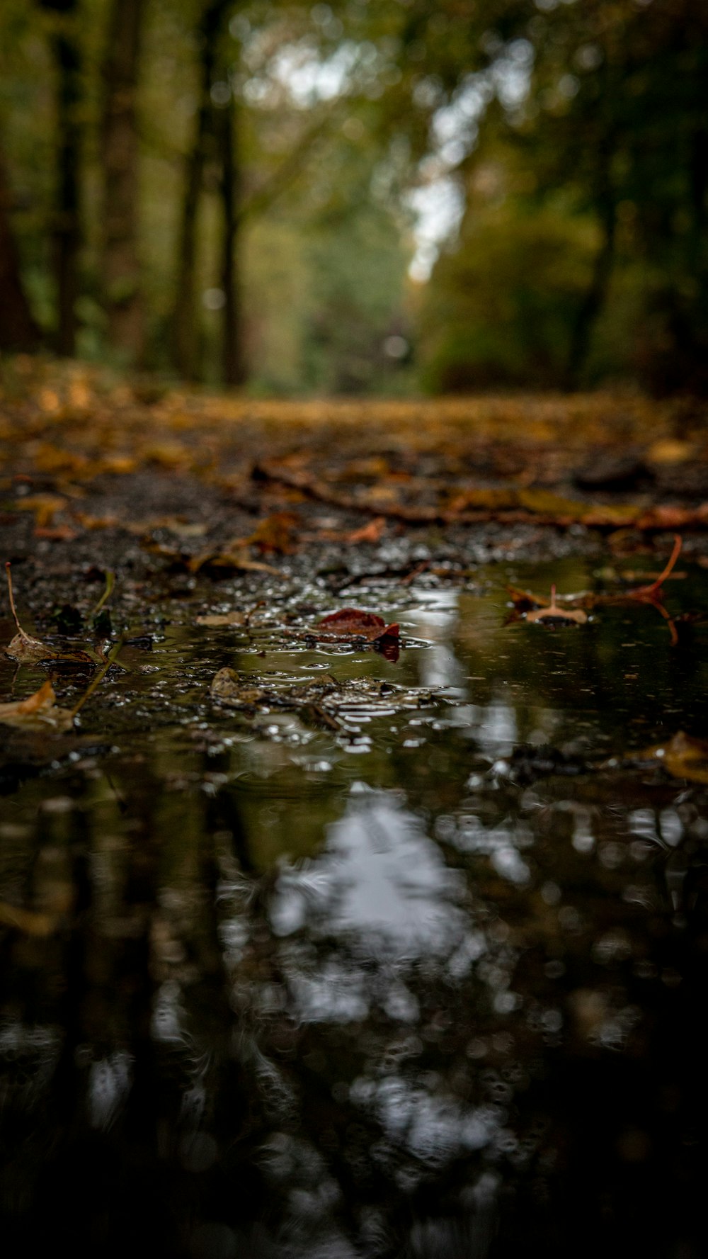 a puddle of water in the middle of a forest