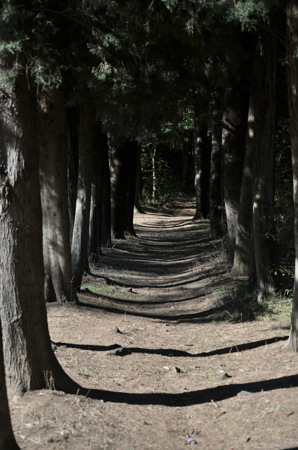 a dirt road surrounded by trees and grass