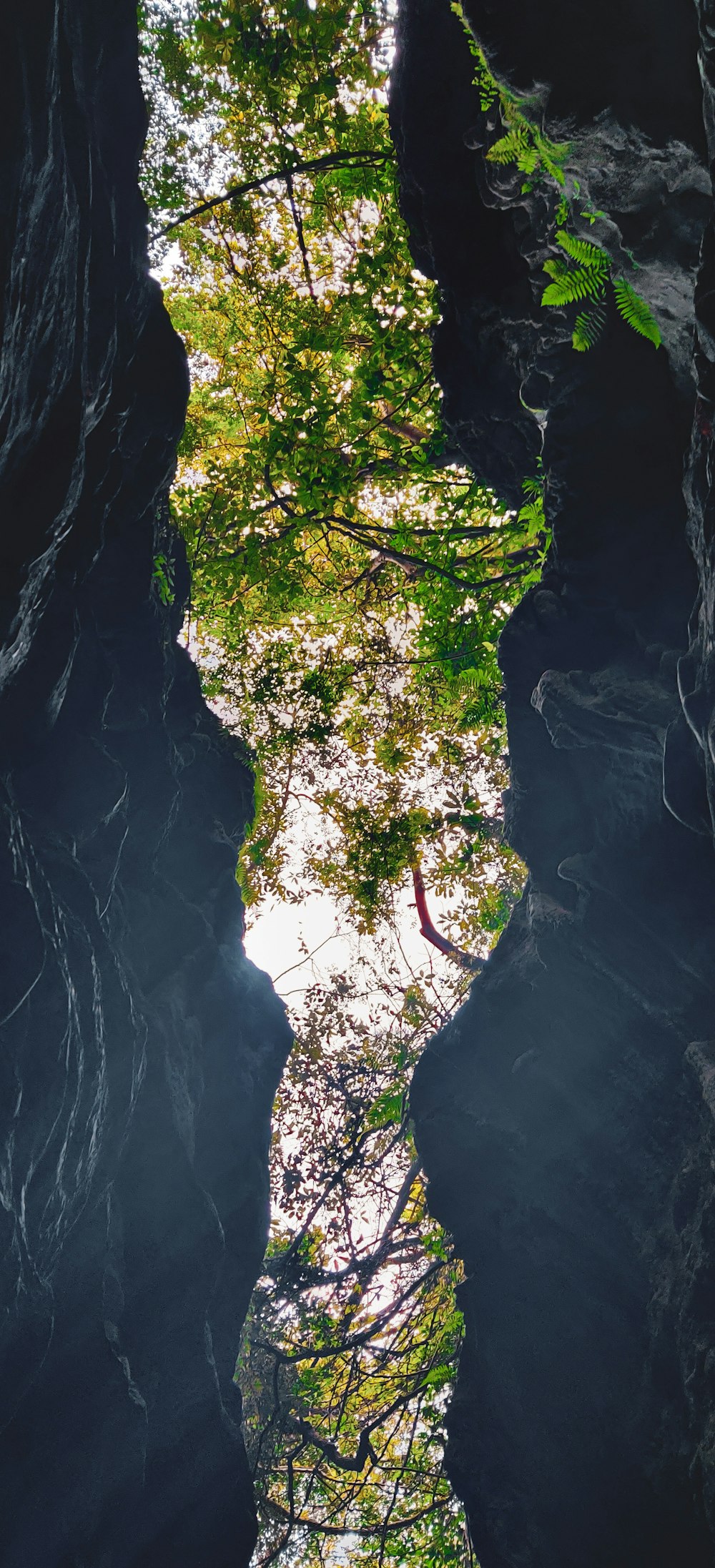 a narrow river in a cave with trees growing out of it