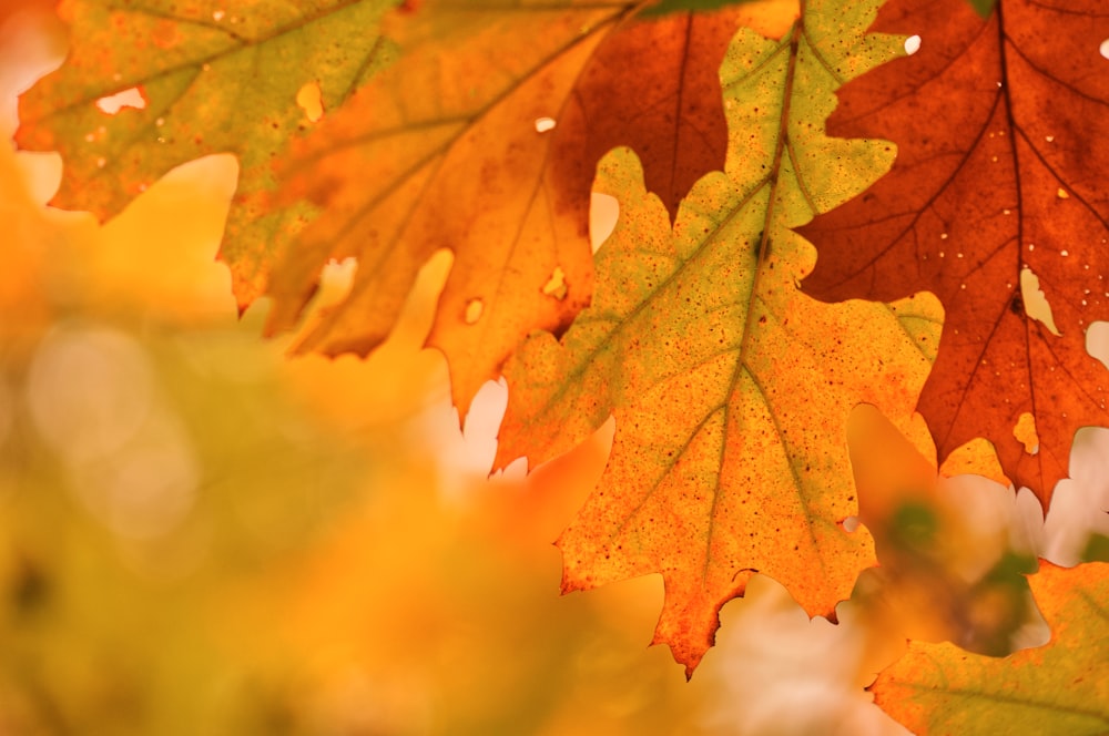 a bunch of leaves that are hanging from a tree