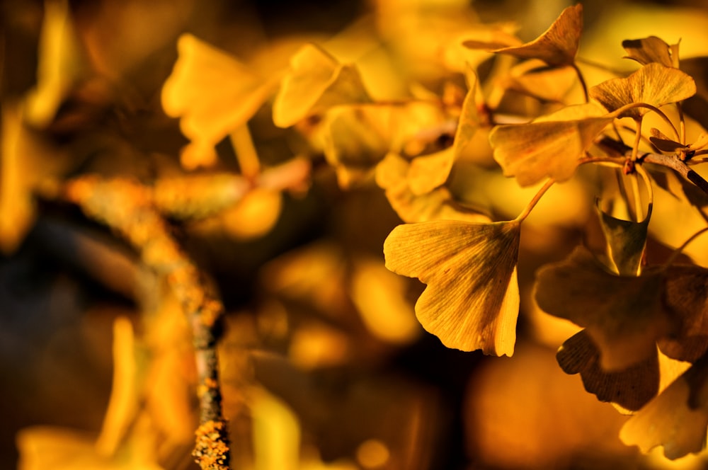 a close up of a plant with yellow flowers