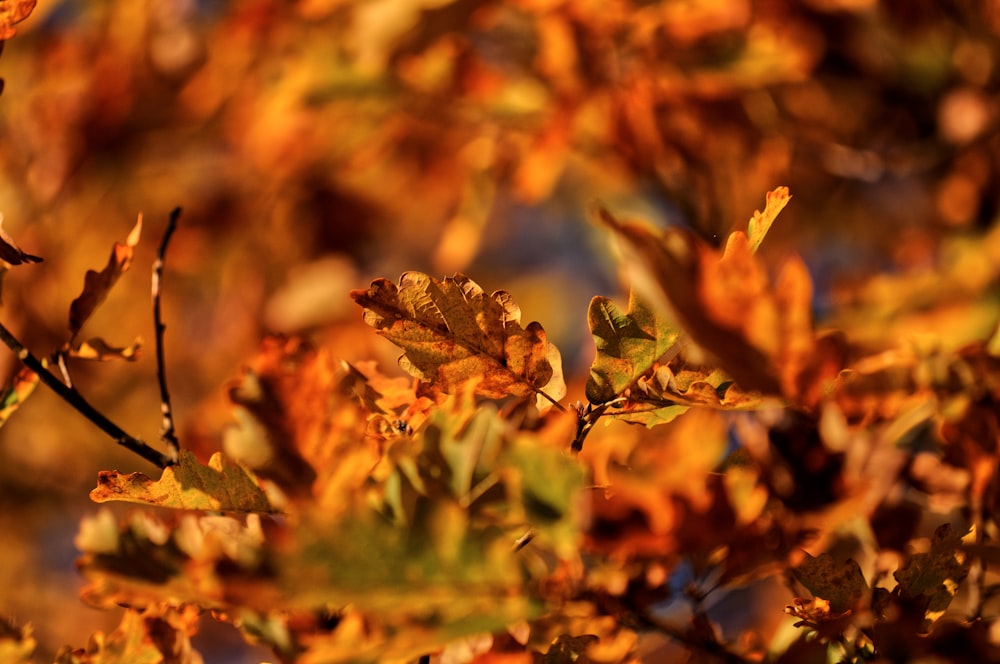 a close up of a tree with lots of leaves