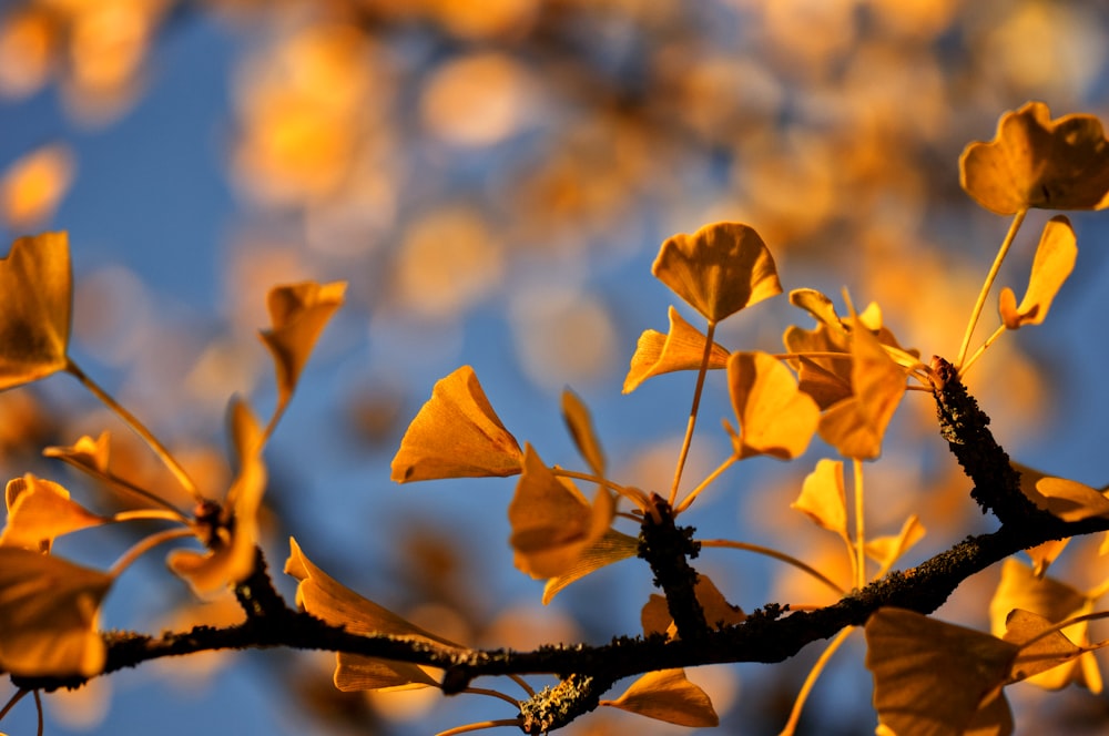 a branch with yellow leaves against a blue sky