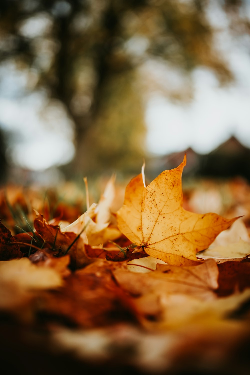 a close up of a leaf laying on the ground