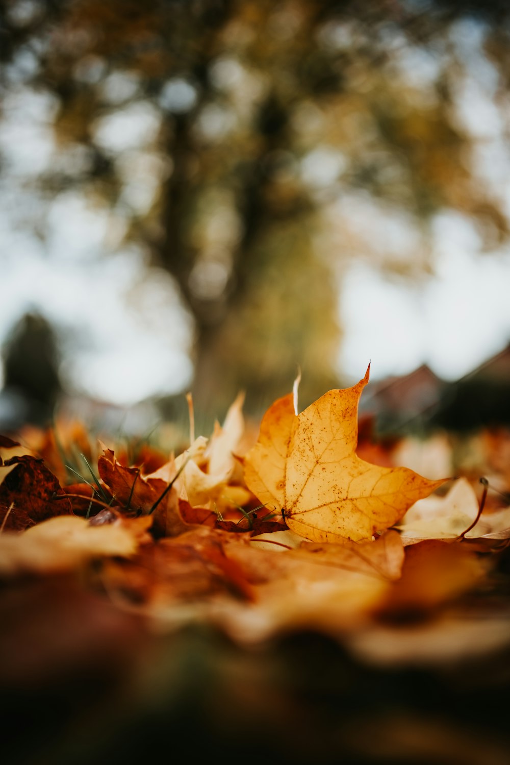 a leaf laying on the ground in front of a tree