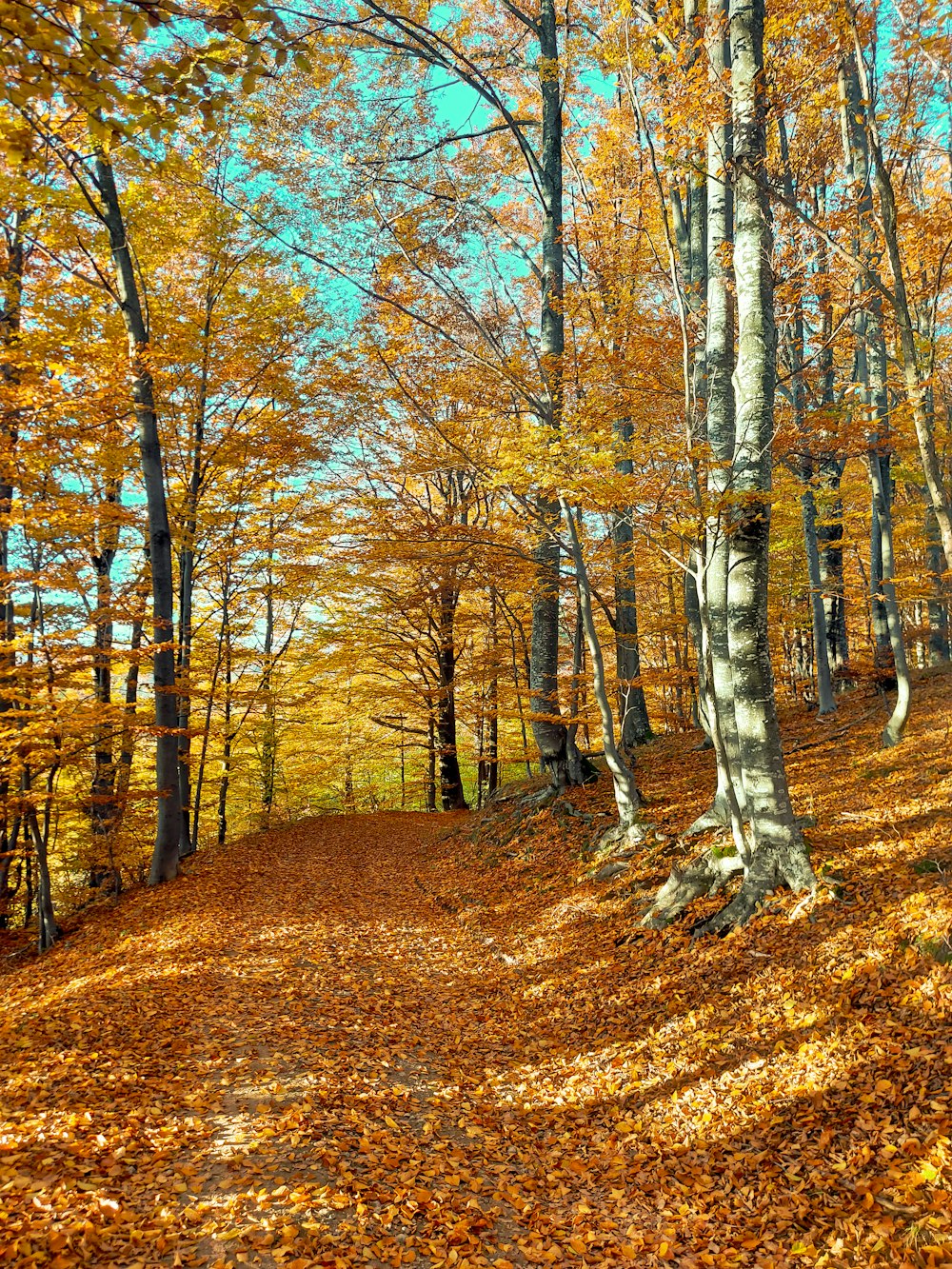 a dirt road surrounded by trees and leaves