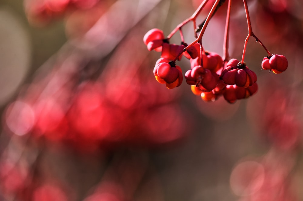 a bunch of red berries hanging from a tree