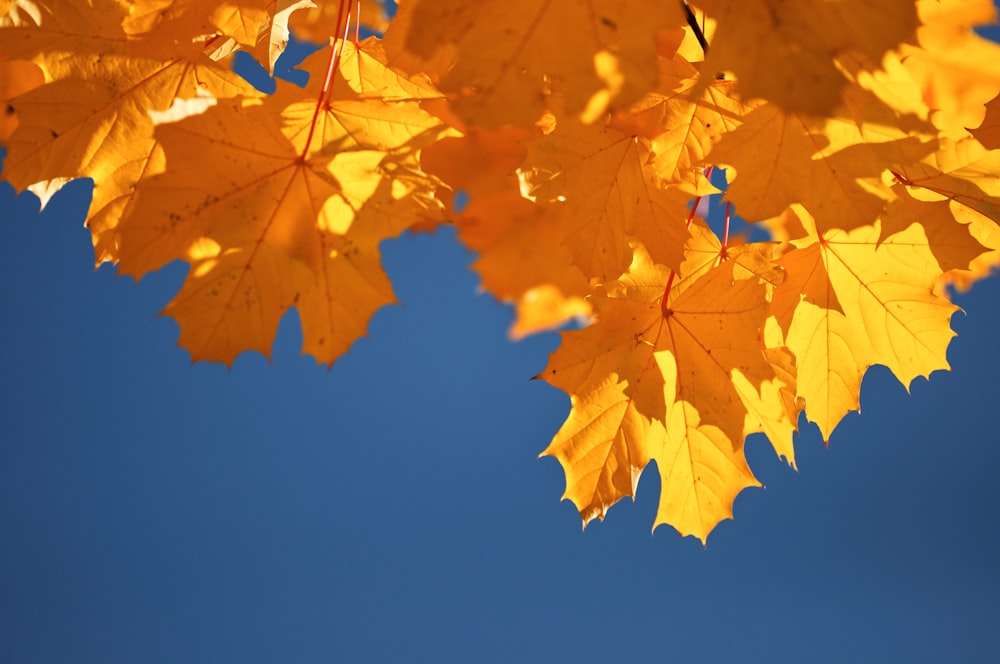 a close up of a yellow leaf on a tree