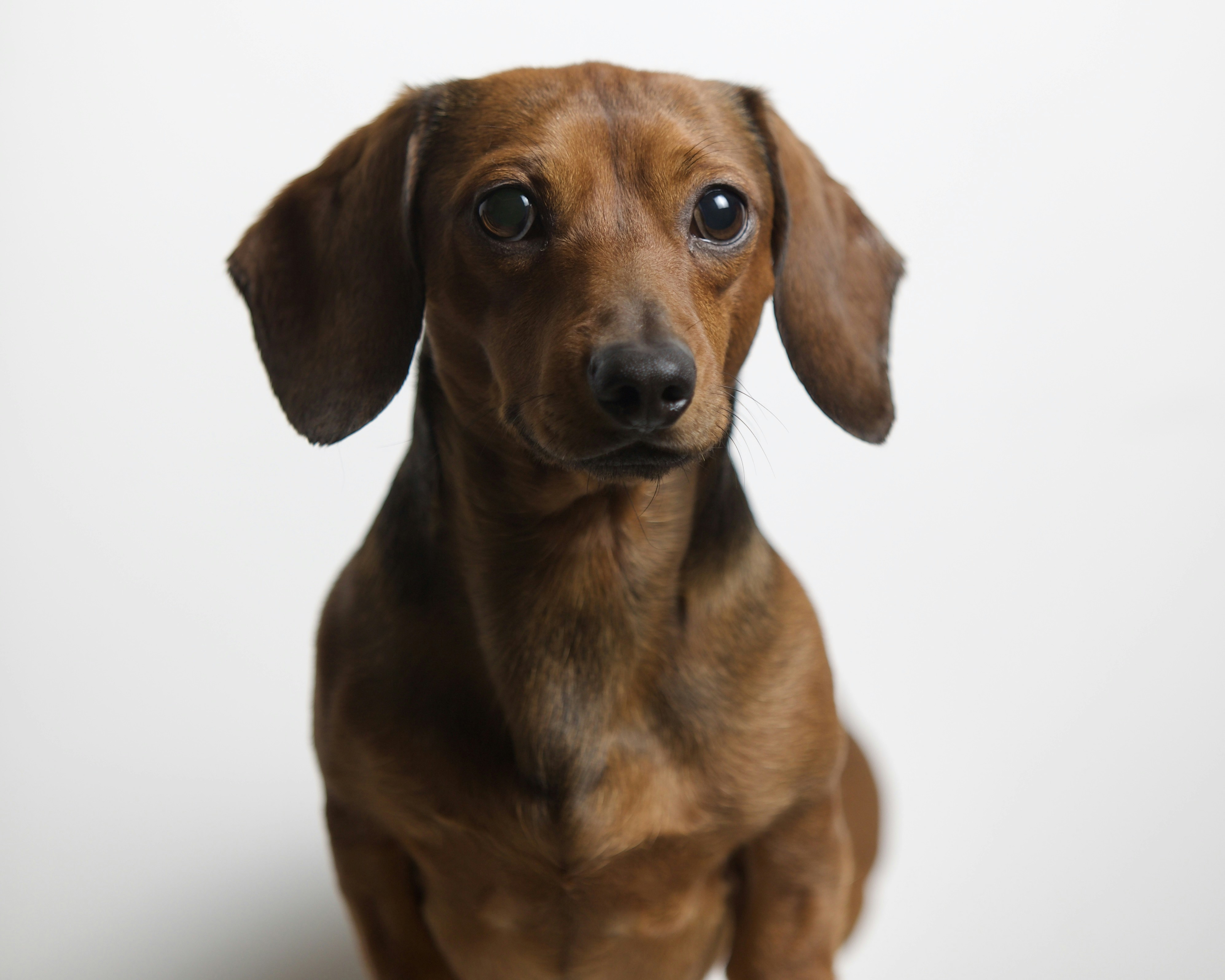 Where Can I Find Dachshund Puppies For Sale