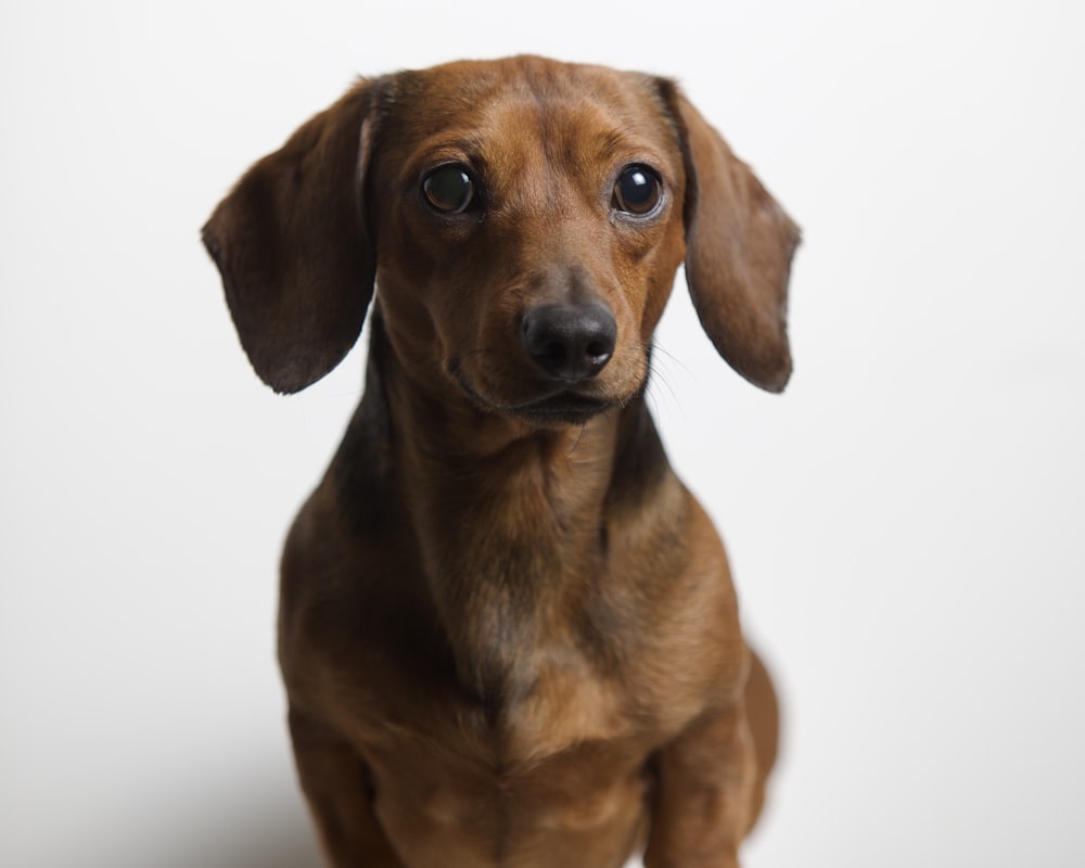 un petit chien brun assis sur un sol blanc