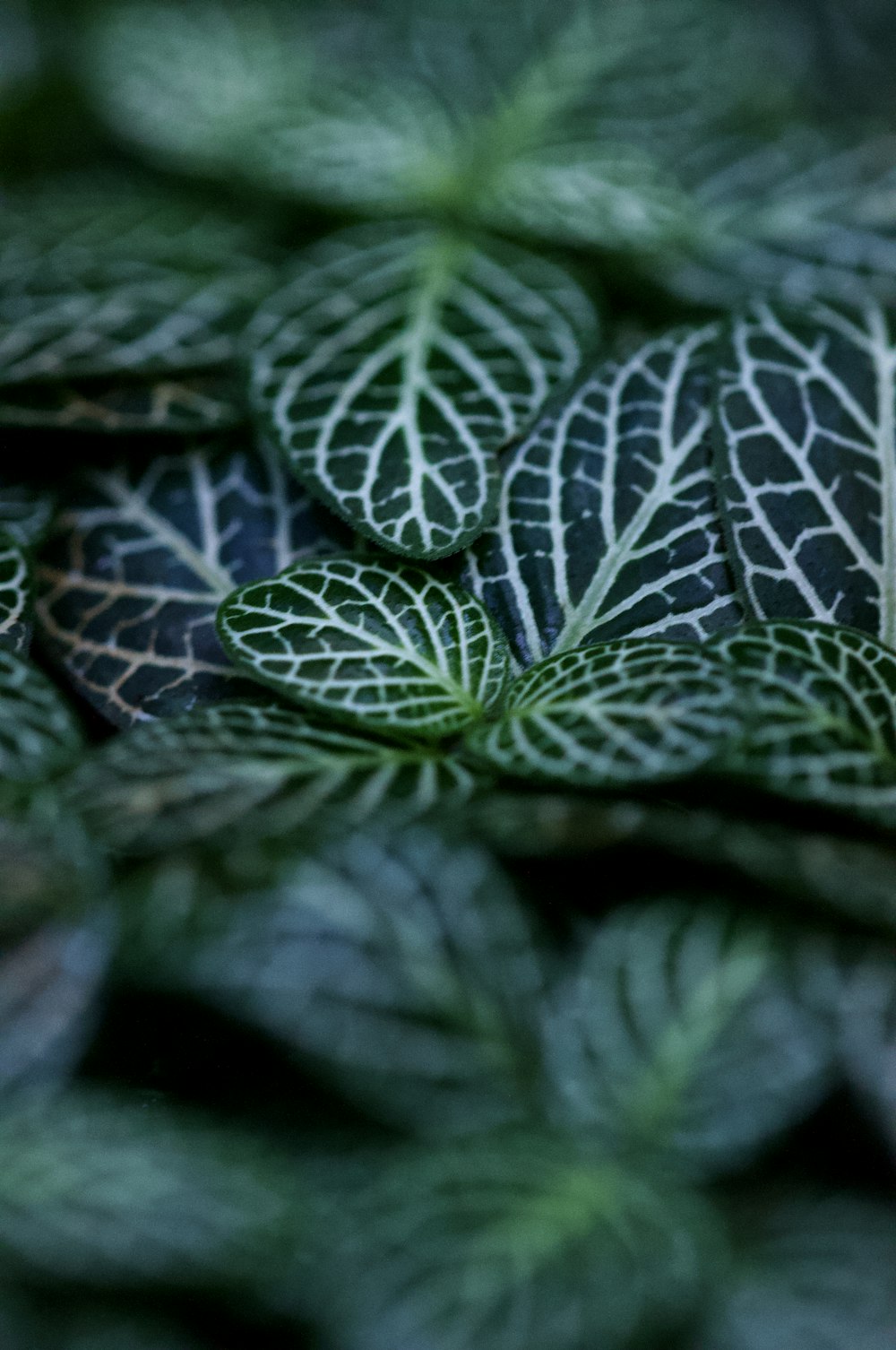 a close up of a bunch of green leaves