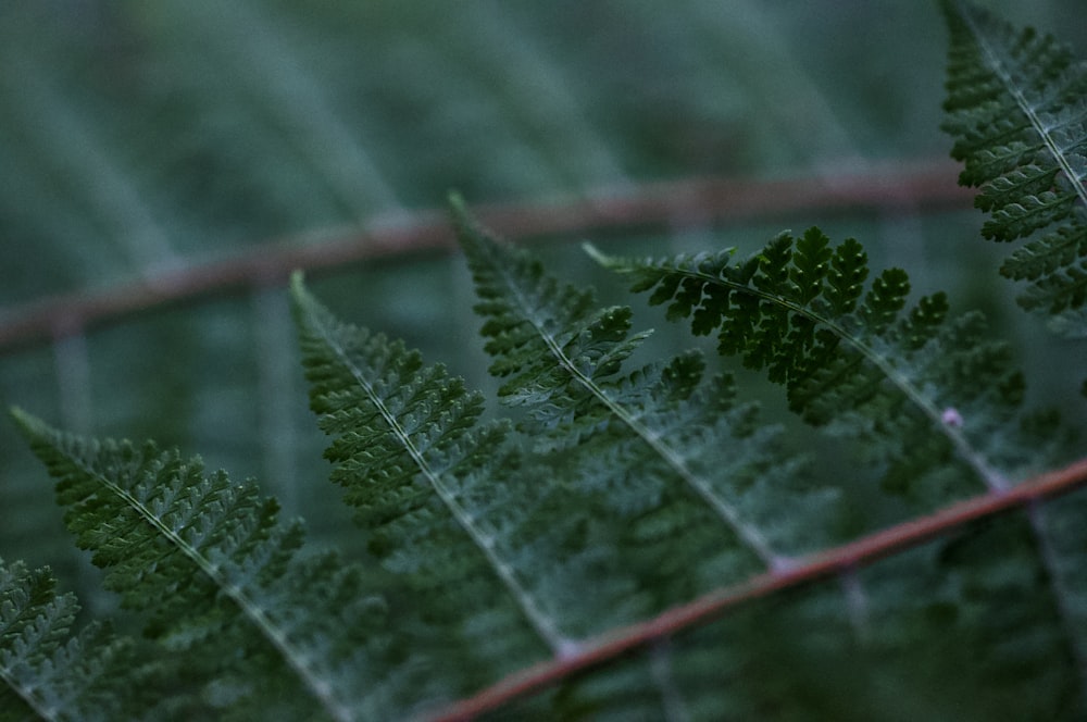 a close up of a green leaf on a branch