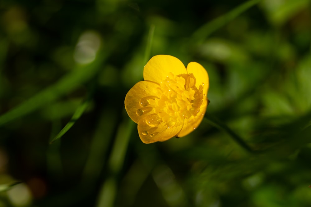 une fleur jaune avec des gouttelettes d’eau dessus