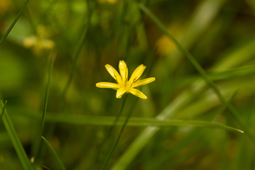 a small yellow flower in the middle of some green grass
