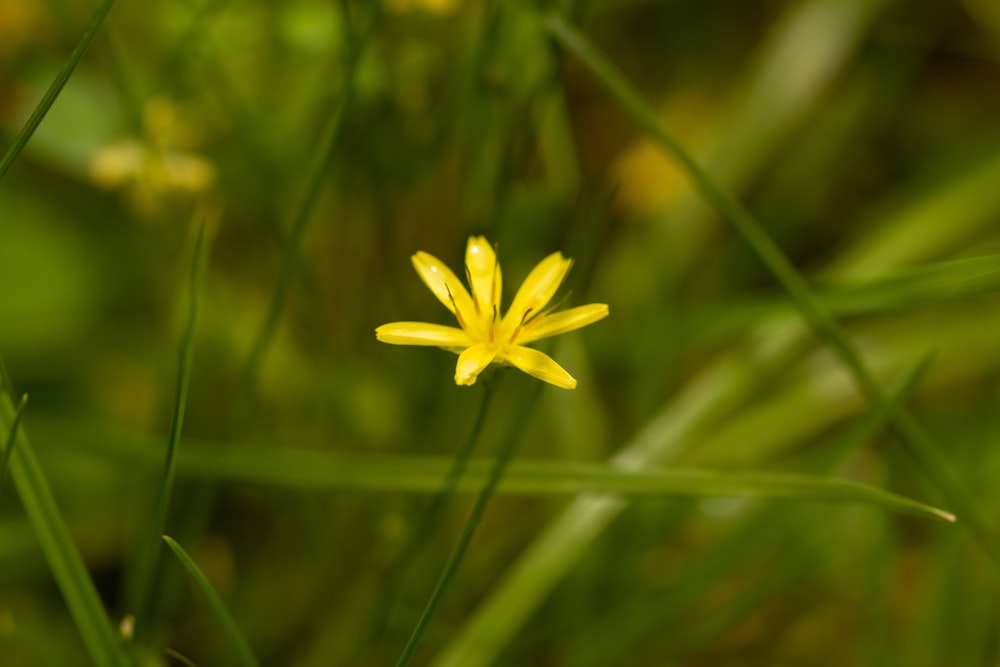 緑の草の真ん中にある小さな黄色い花