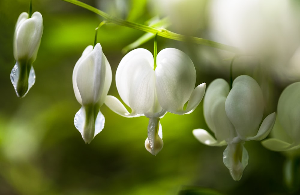 a bunch of white flowers hanging from a branch