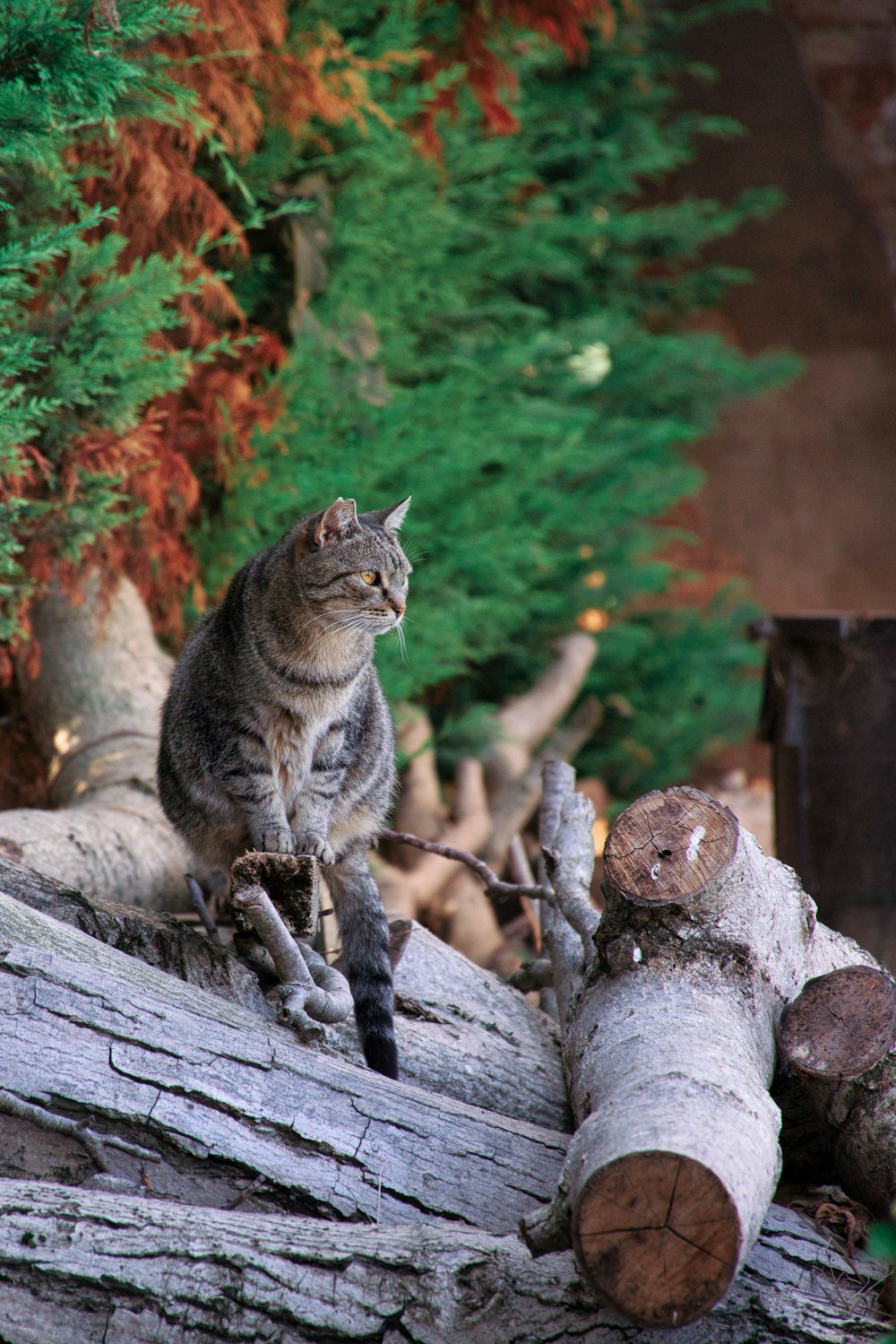 a cat sitting on top of a tree log