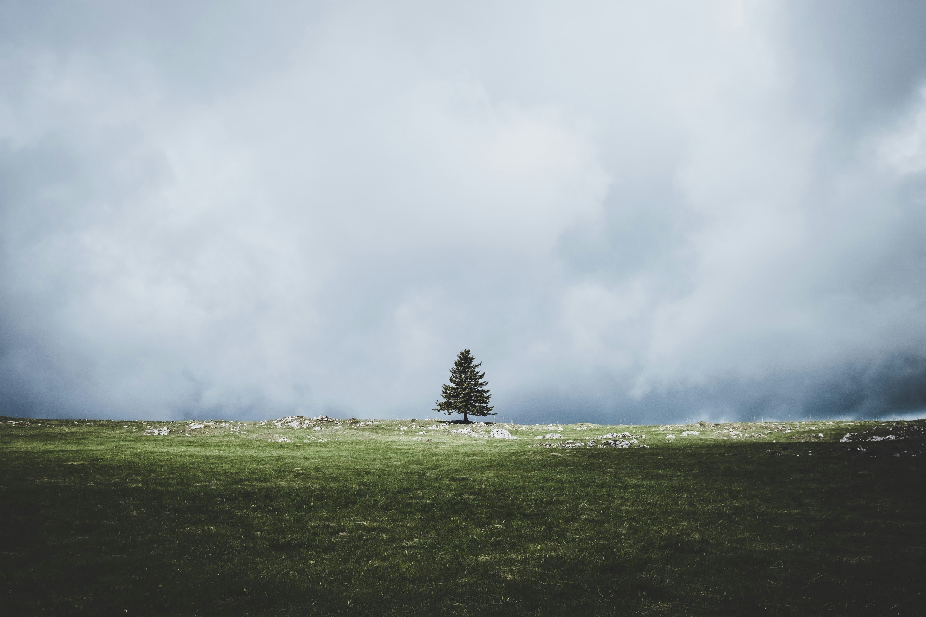 a lone tree in a grassy field under a cloudy sky