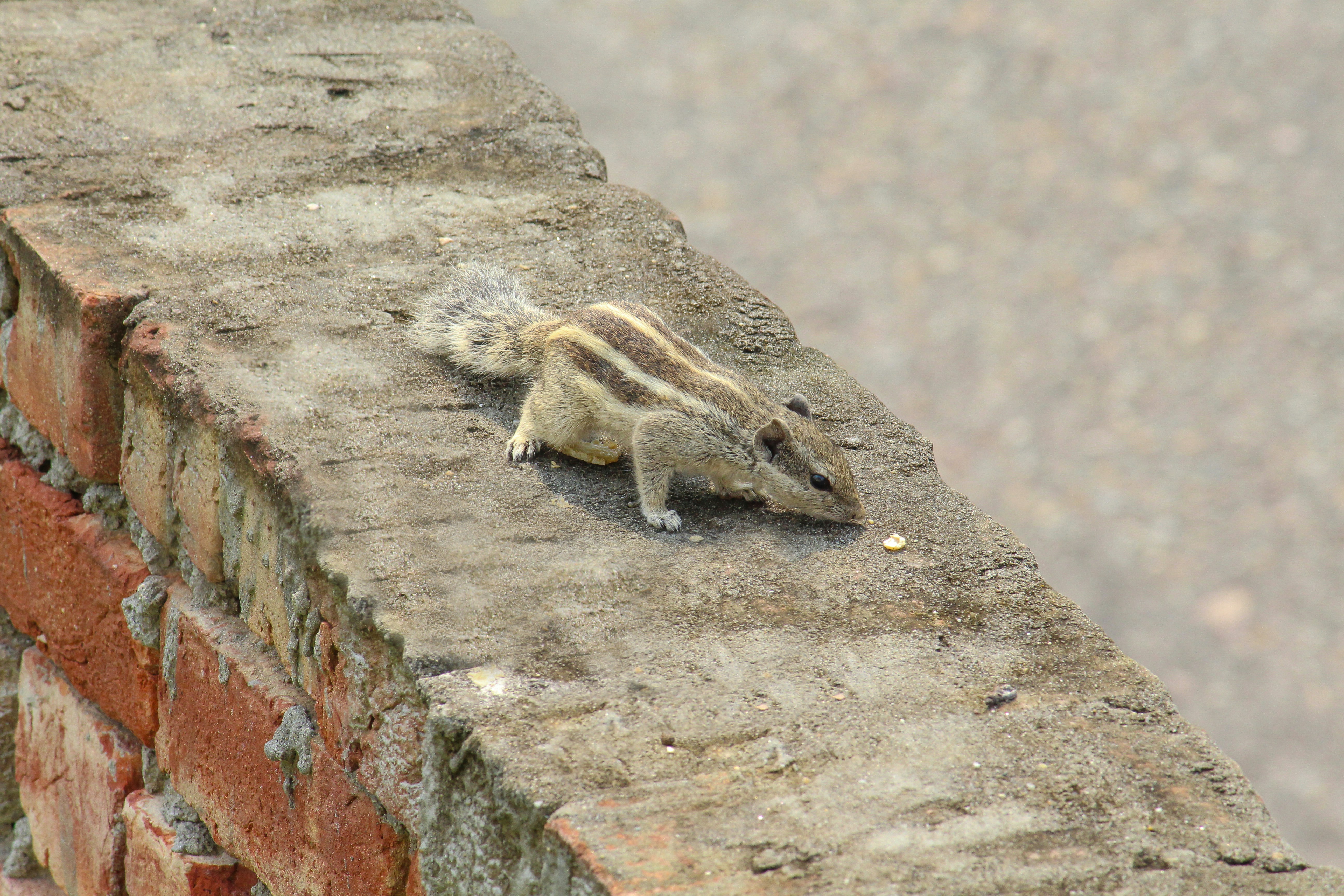 벽돌 벽의 측면에있는 작은 설치류