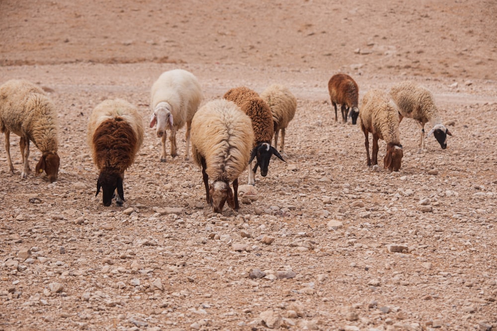 a herd of sheep standing on top of a dirt field