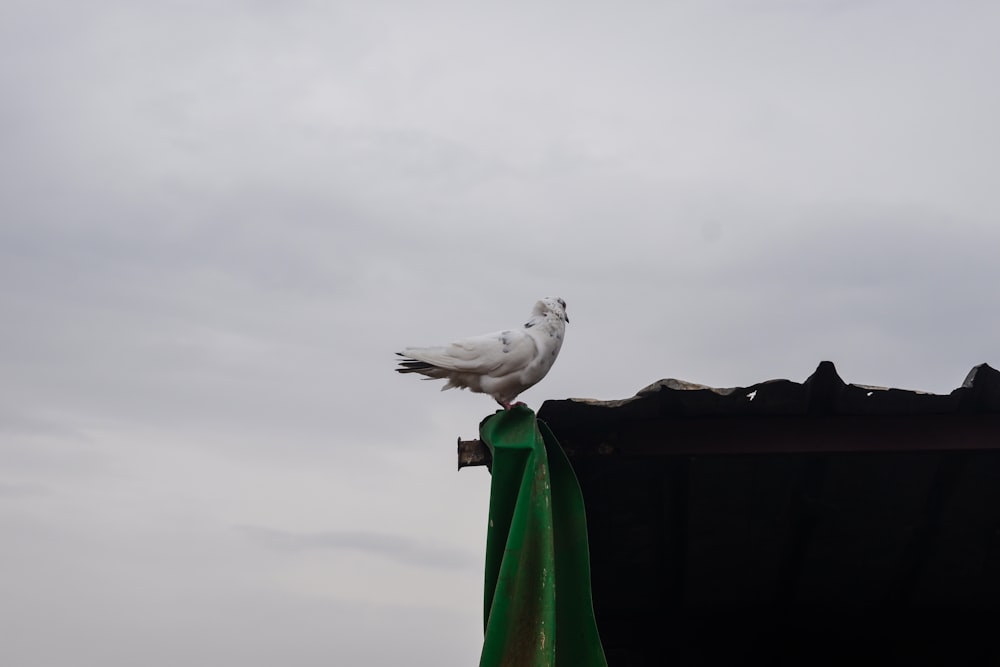 un uccello bianco seduto sulla cima di un tetto