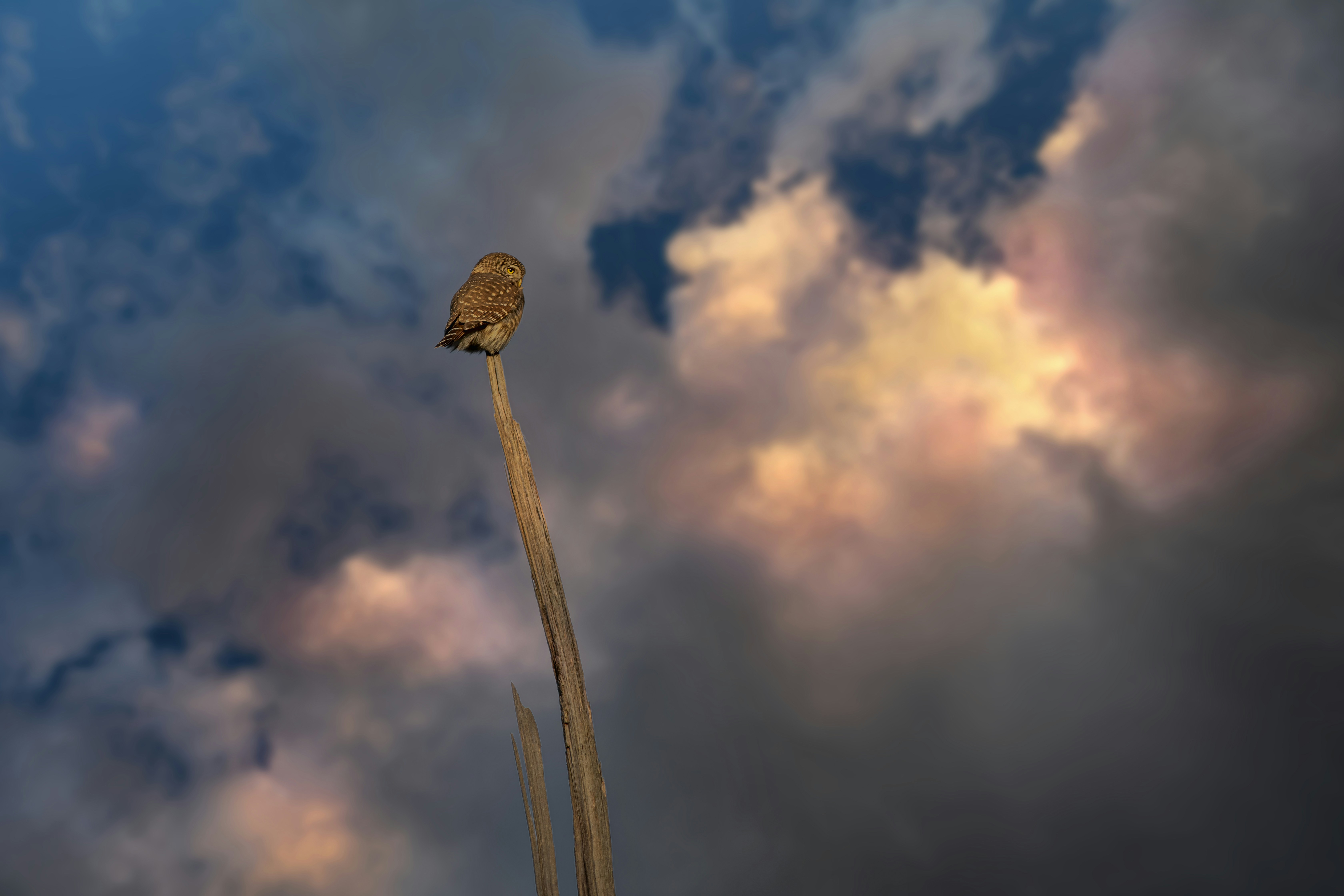 a bird sitting on top of a tall plant