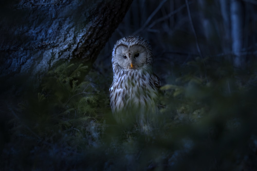 an owl sitting in the middle of a forest