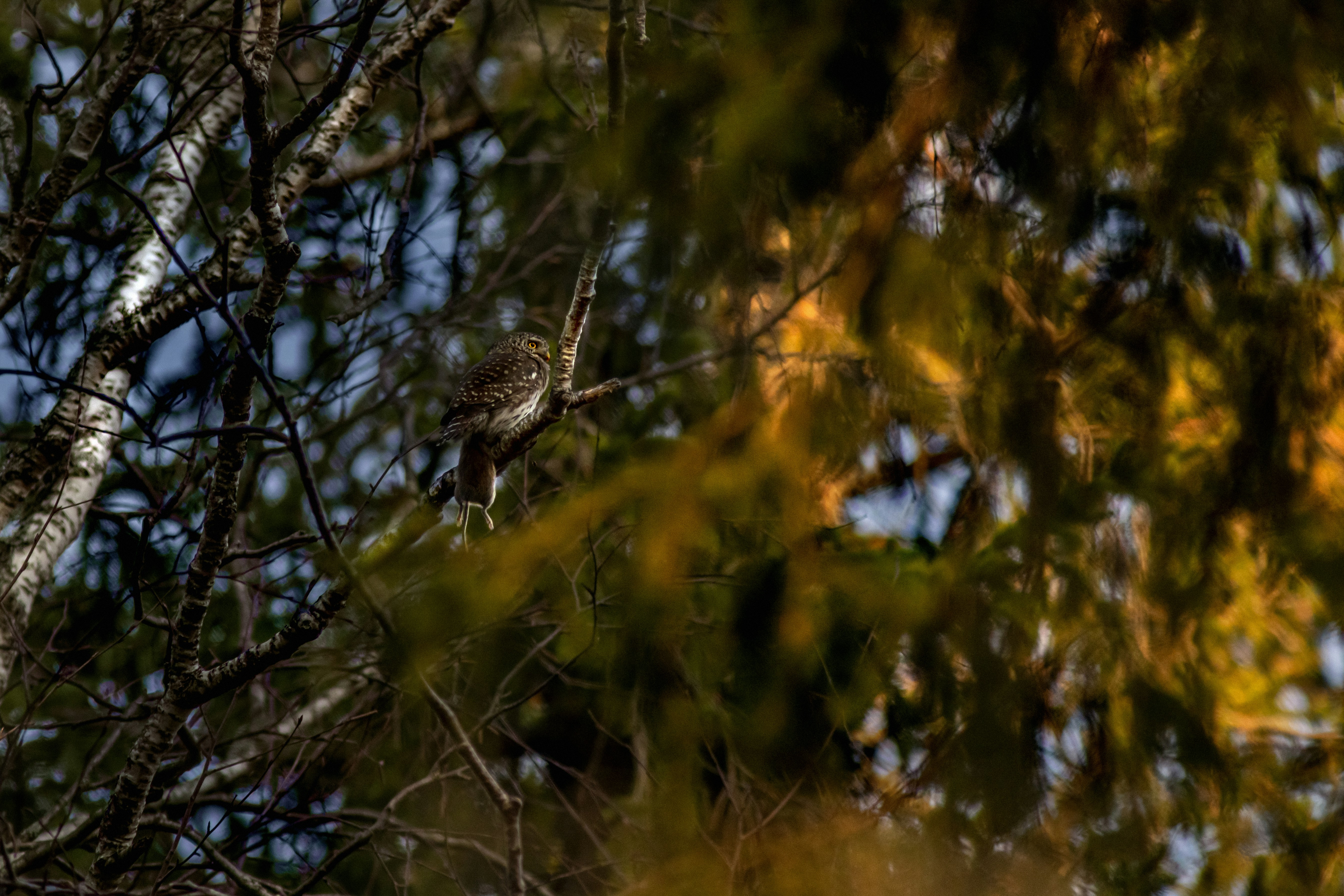 Photo by erik_karits