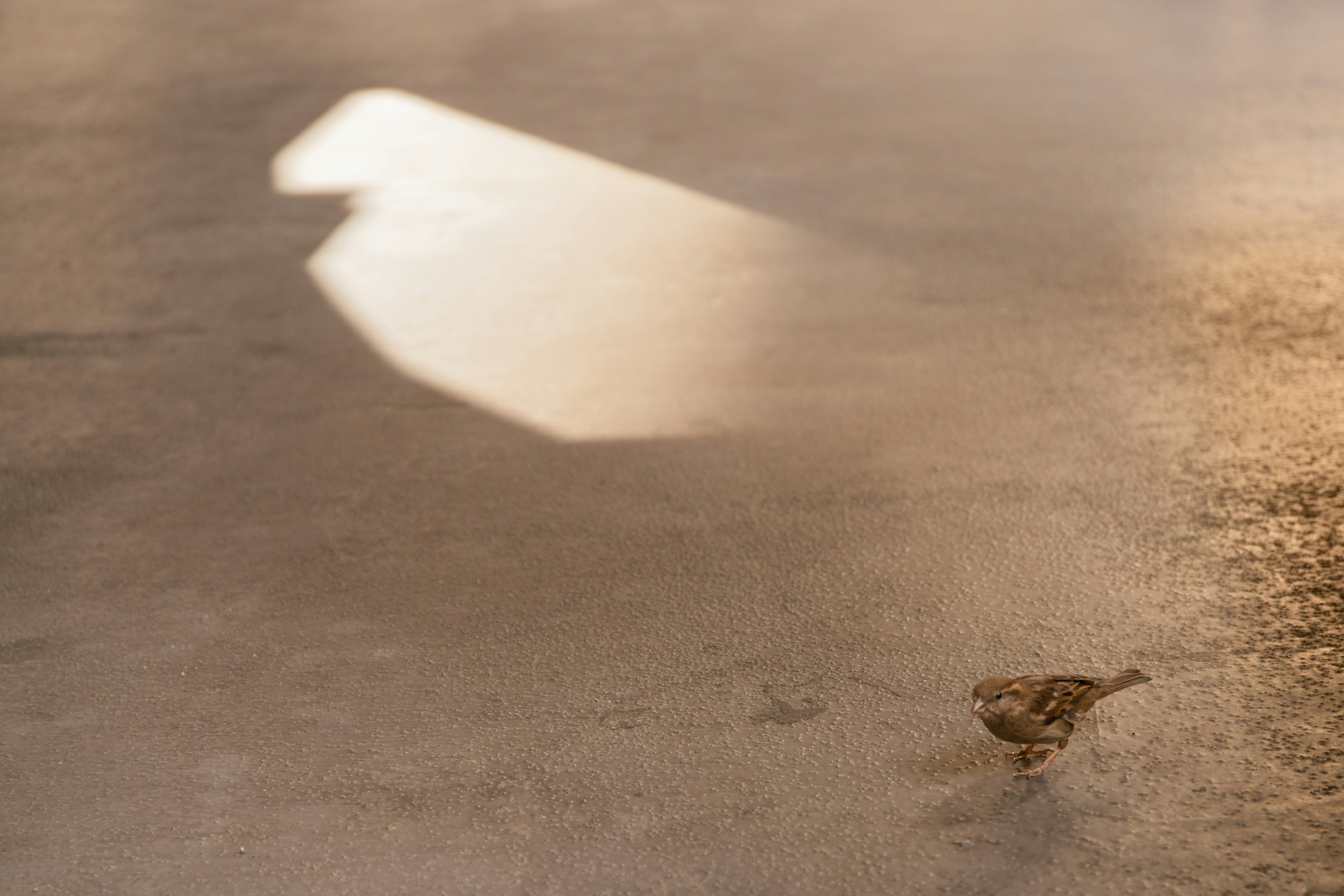 a small bird standing on the side of a road