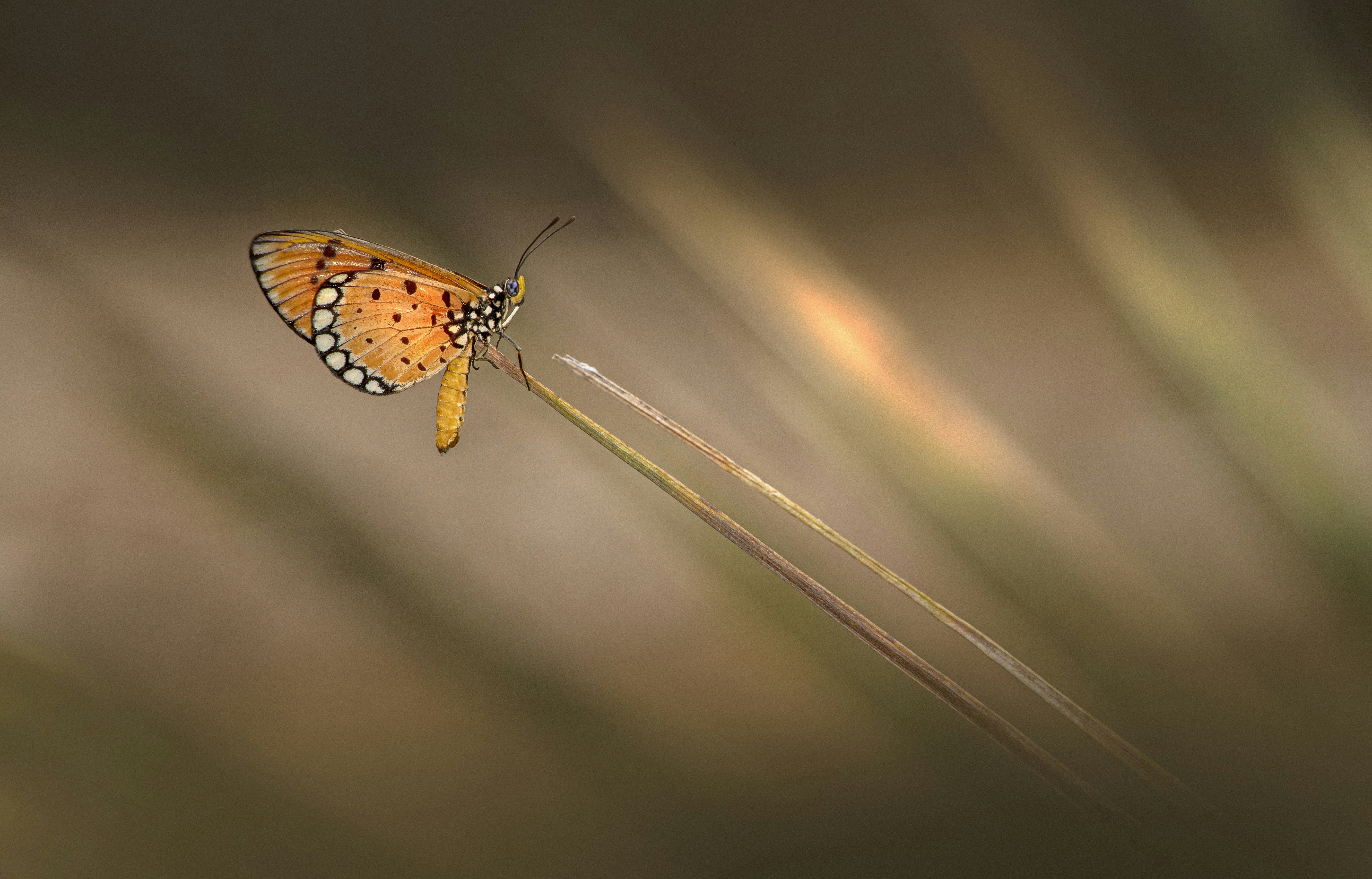 Photo by erik_karits