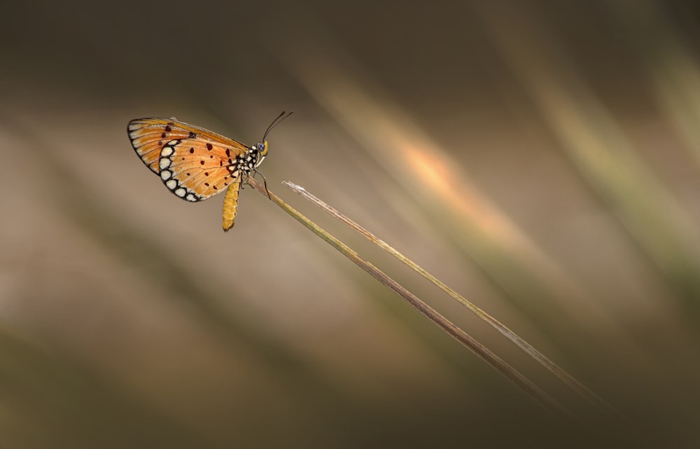 a close up of a butterfly on a plant