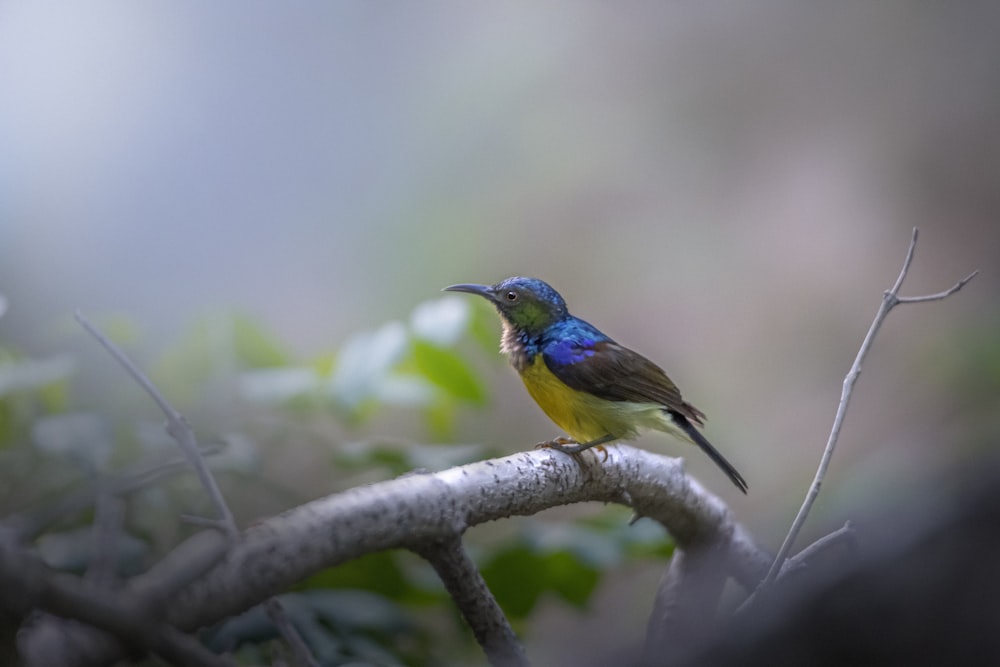 a small blue and yellow bird sitting on a branch