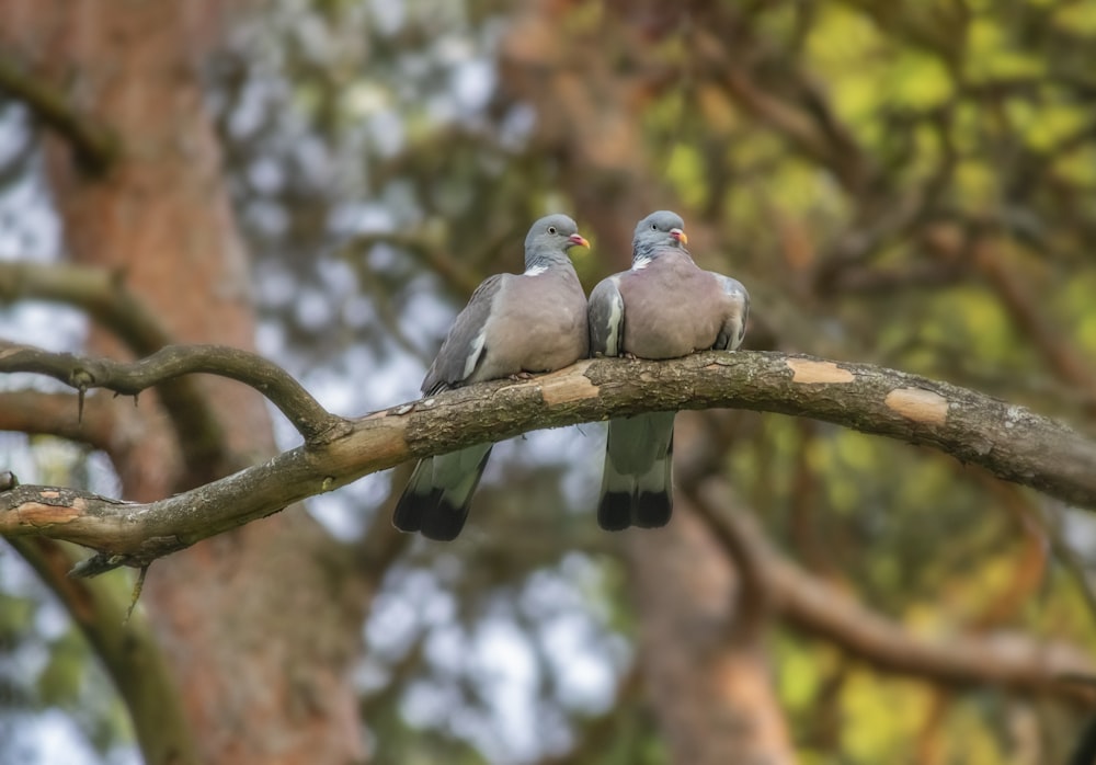 a couple of birds sitting on top of a tree branch