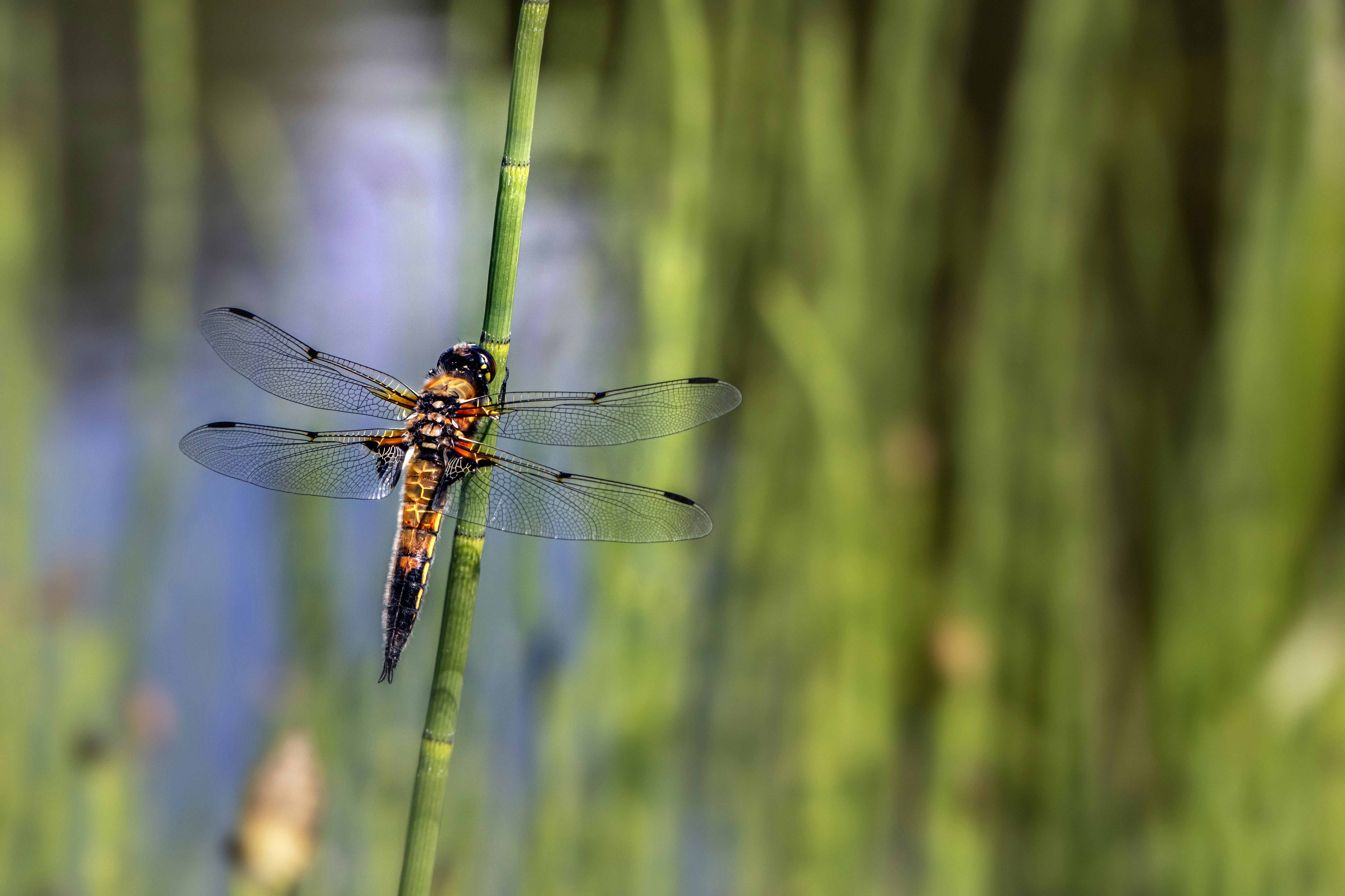 Photo by erik_karits