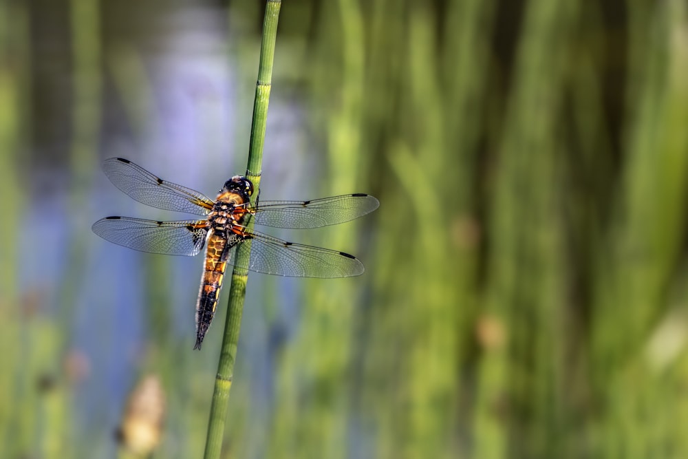 a close up of a dragonfly on a blade of grass