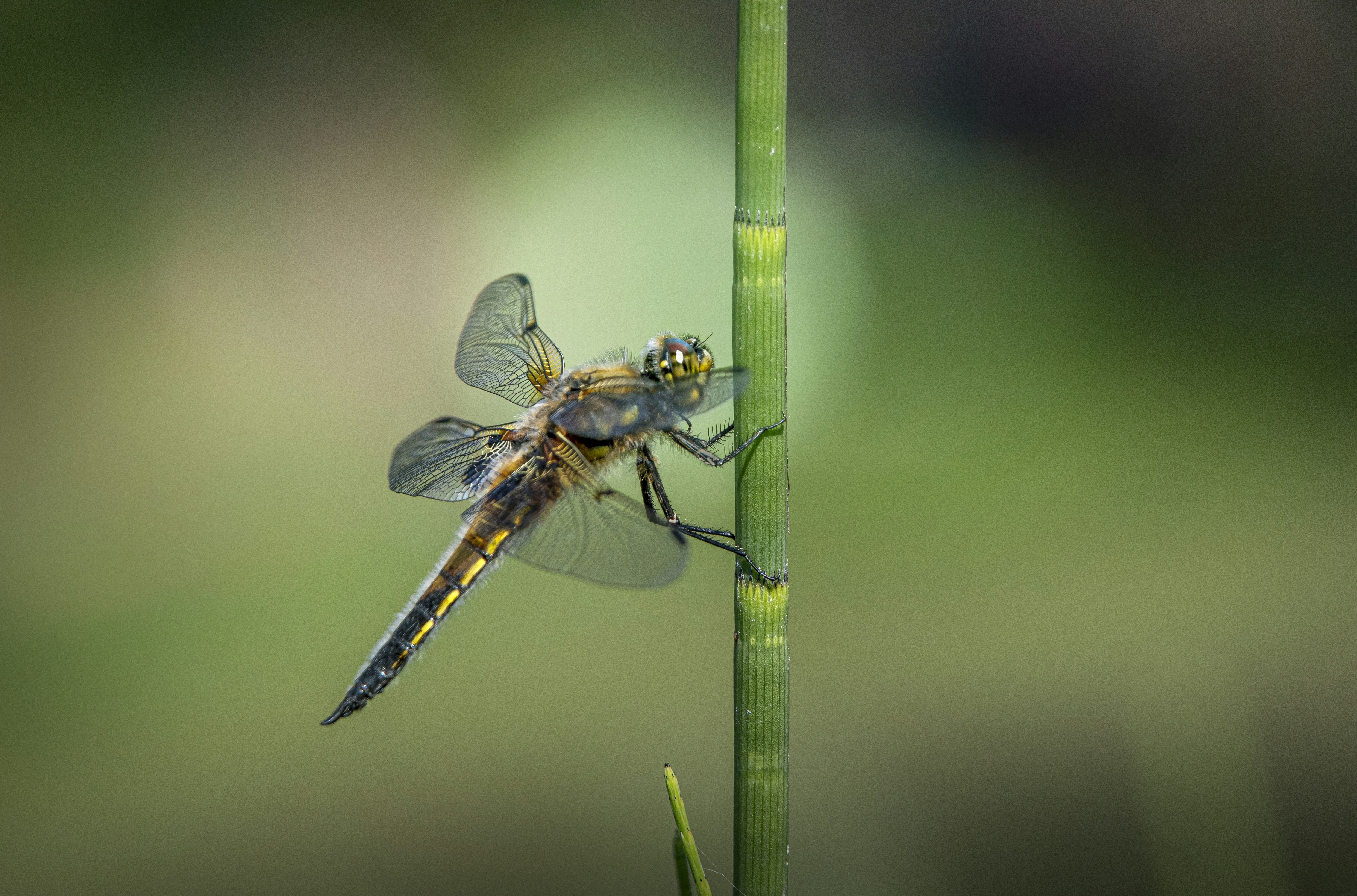 Photo by erik_karits