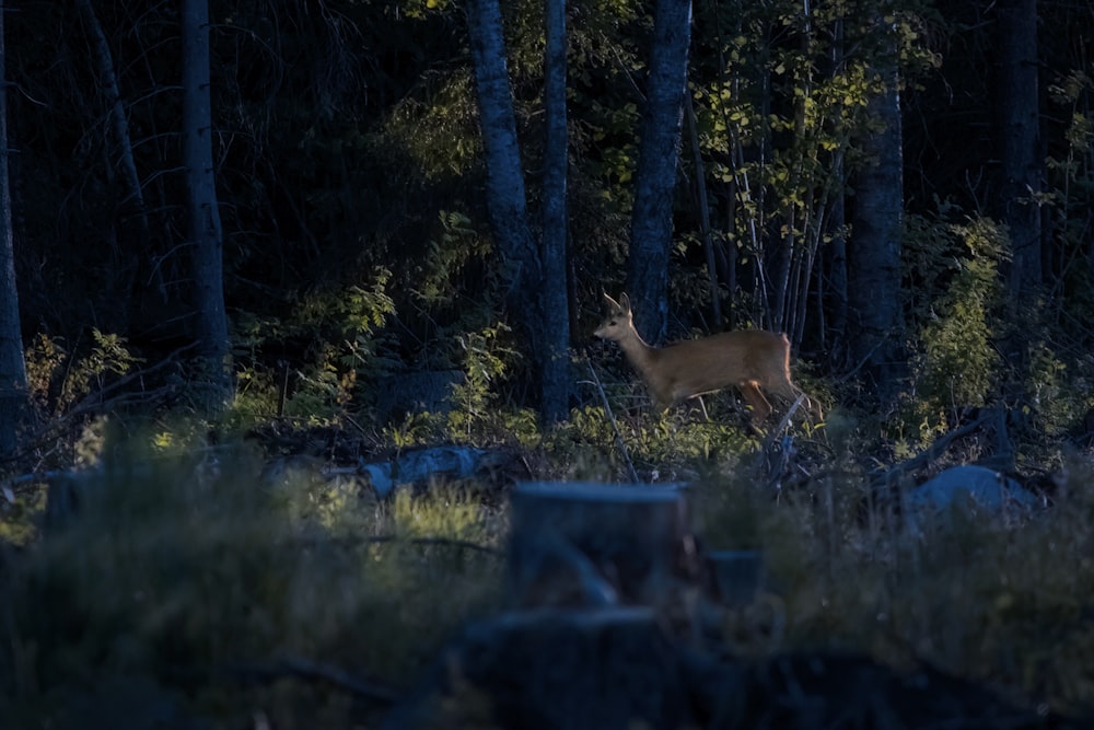 a deer standing in the middle of a forest