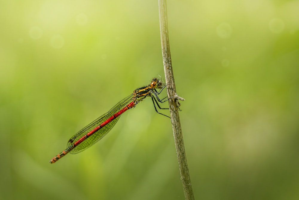 Eine rot-schwarze Libelle, die auf einer Pflanze sitzt