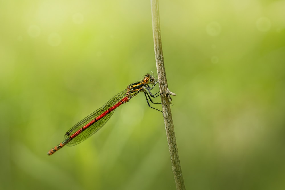a red and black dragonfly sitting on a plant