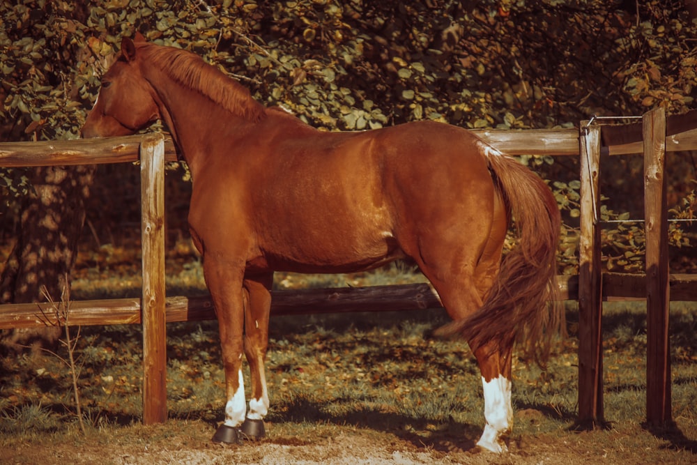 Un caballo marrón parado junto a una valla de madera