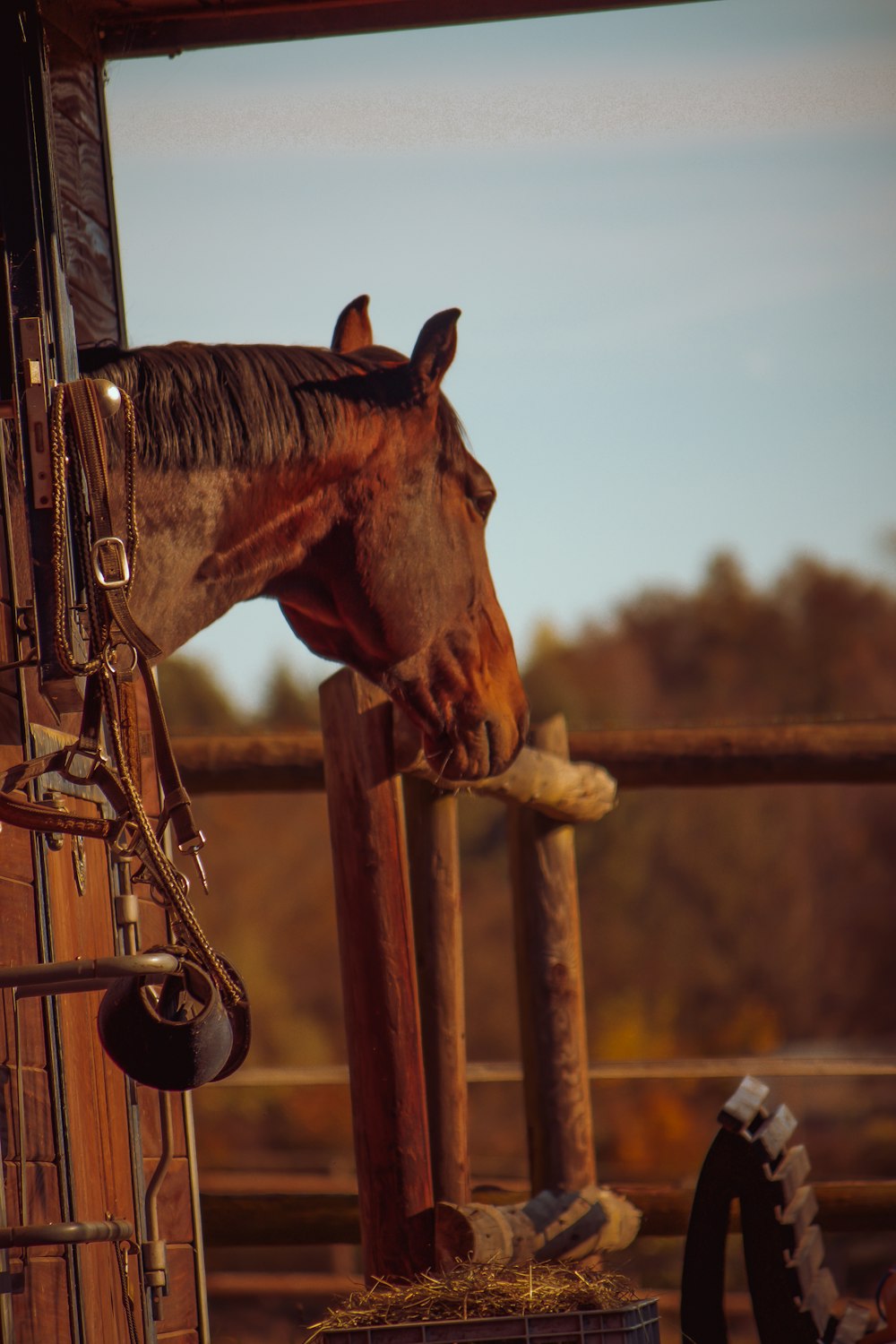 a horse sticking its head over a fence