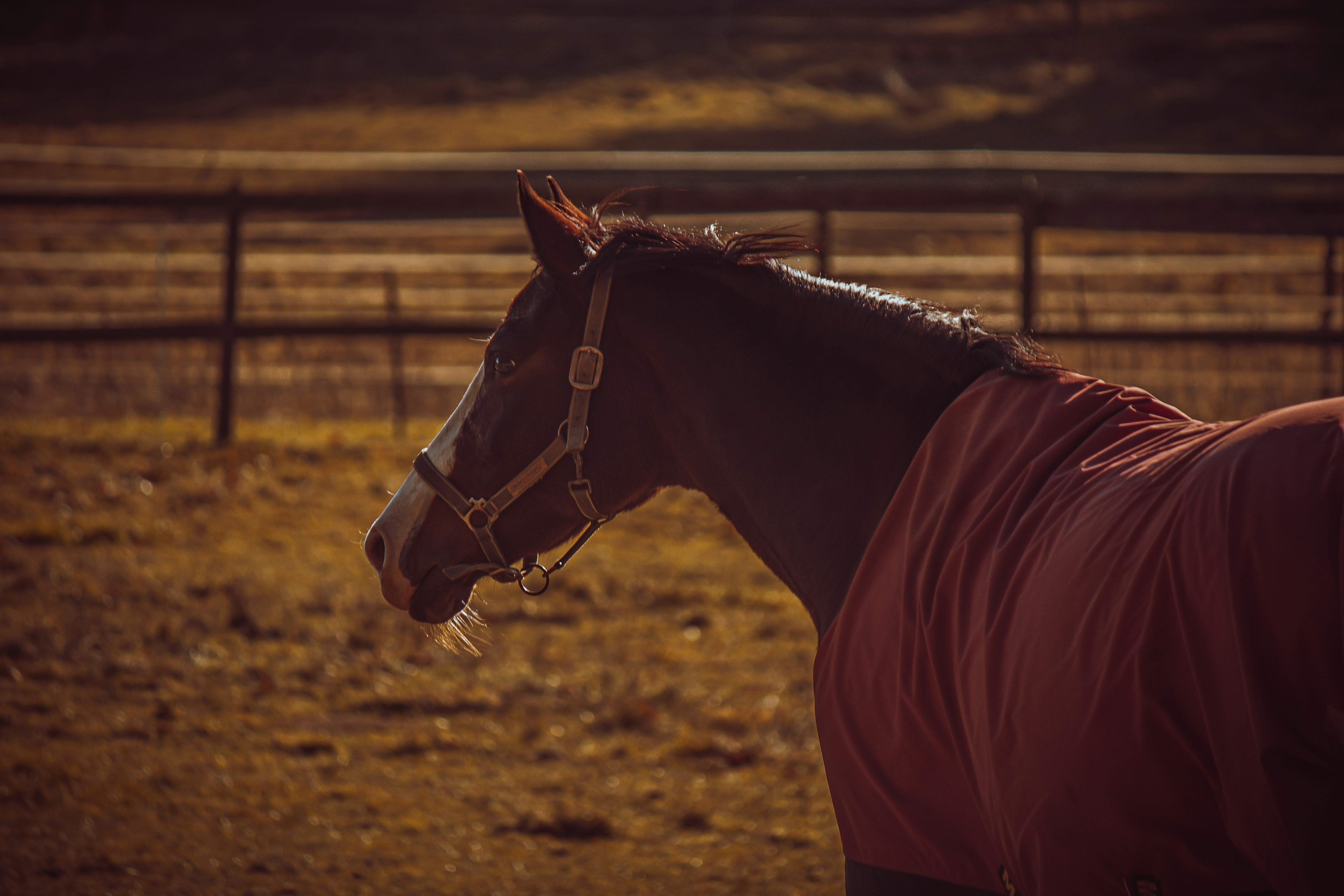 Photo by elisamoldovan