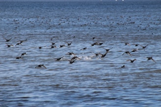 A large number of birds are flying over a vast expanse of water. The scene captures the motion of the birds as they glide close to the water's surface, with more birds visible in the distance scattered across the water.