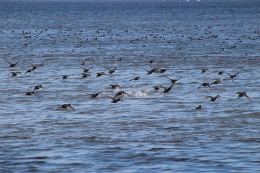 A large number of birds are flying over a vast expanse of water. The scene captures the motion of the birds as they glide close to the water's surface, with more birds visible in the distance scattered across the water.