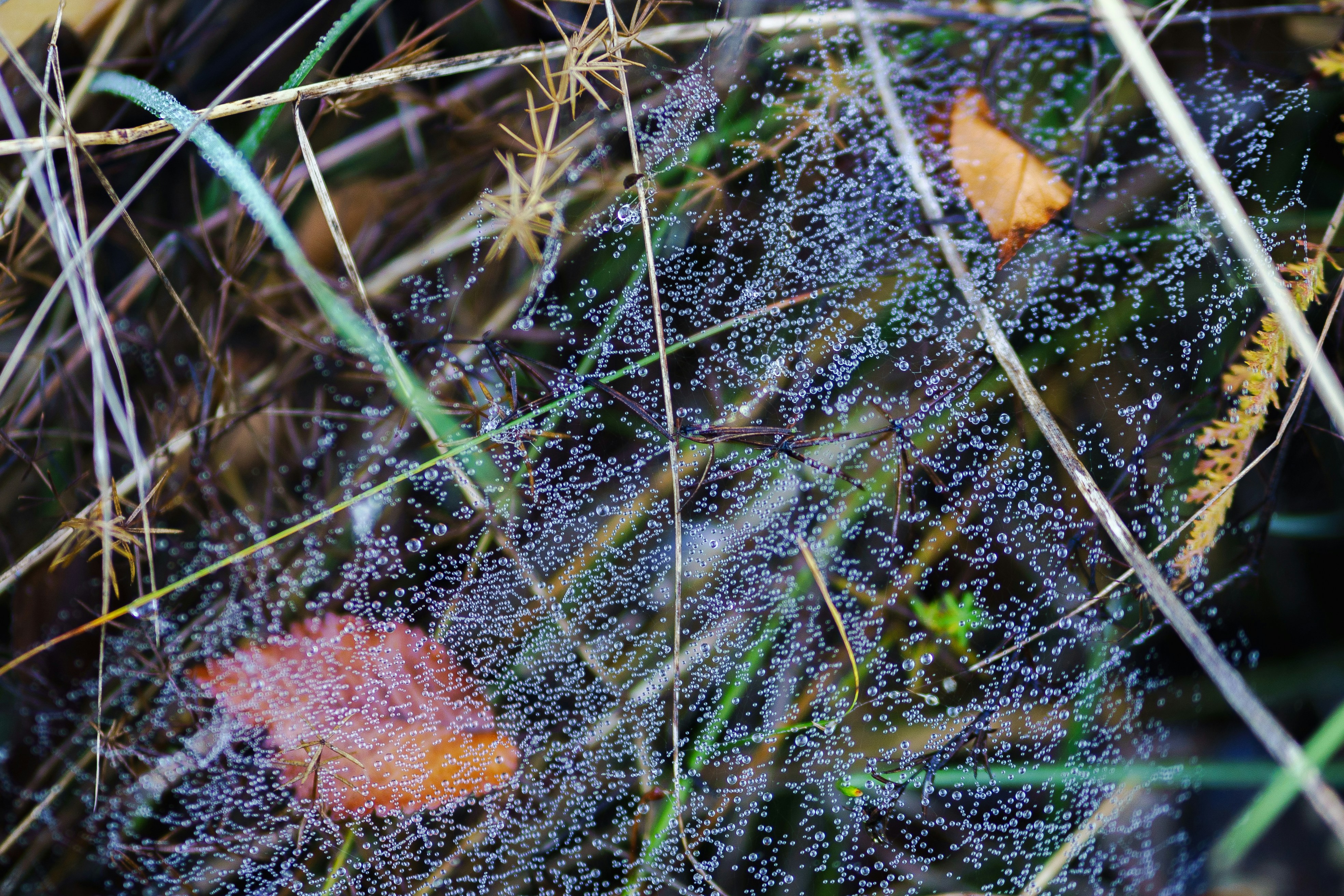 Photo by eugenechystiakov